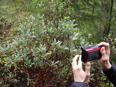 Arctostaphylos columbiana