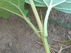 Viburnum opulus opulus