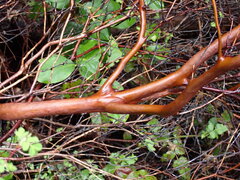 Arctostaphylos columbiana