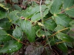 Aceria caliberberis