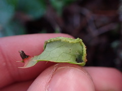 Aceria caliberberis
