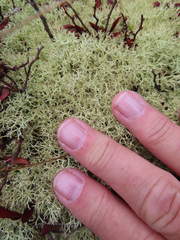 Cladonia subtenuis
