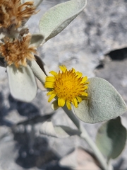 Pentanema verbascifolium