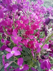 Matthiola incana