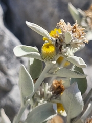 Pentanema verbascifolium