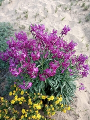 Matthiola incana