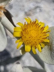 Pentanema verbascifolium