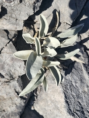 Pentanema verbascifolium