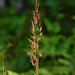 Indiangrass - Photo (c) Mark Kluge, some rights reserved (CC BY-NC), uploaded by Mark Kluge