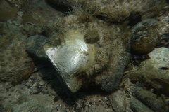 Pinctada albina