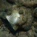 Pale Pearl Oyster - Photo (c) Dan Monceaux, some rights reserved (CC BY-NC), uploaded by Dan Monceaux