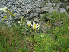 Nothoscordum