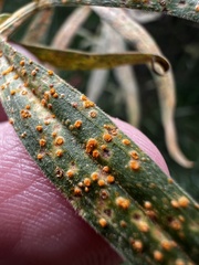 Coleosporium solidaginis