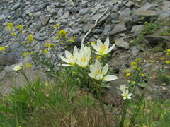 Nothoscordum
