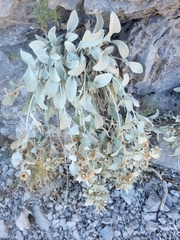 Pentanema verbascifolium