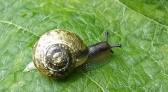 Fruticicola fruticum