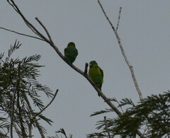 Brotogeris jugularis