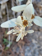 Pentanema verbascifolium