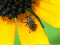 Odontocorynus umbellae