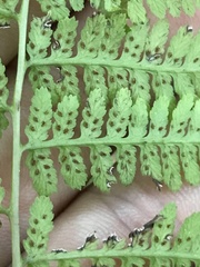 Athyrium asplenioides