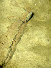Unio elongatulus