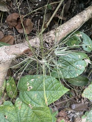 Tillandsia schiedeana