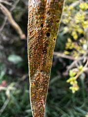 Coleosporium solidaginis