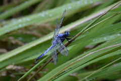 Orthetrum albistylum speciosum
