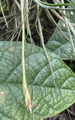 Tillandsia schiedeana