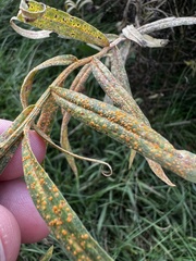 Coleosporium solidaginis