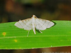 Blepharomastix ranalis