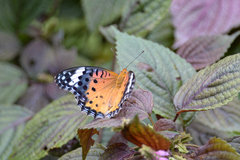 Argynnis hyperbius