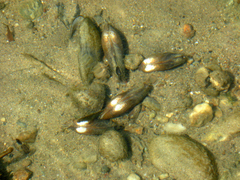Unio elongatulus