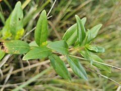 Billardiera heterophylla