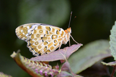 Argynnis hyperbius