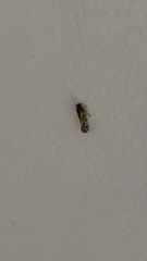 Acrolophinae