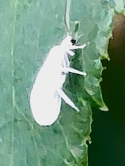 Coniopteryginae