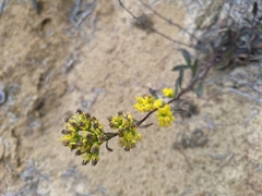 Solidago spathulata