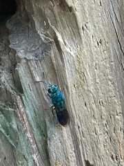 Chrysididae
