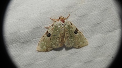 Leuconycta diphteroides