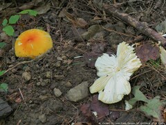Hygrocybe acutoconica