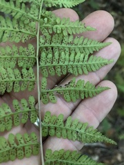 Athyrium asplenioides