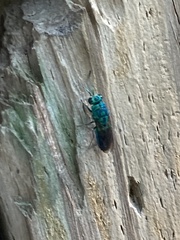 Chrysididae
