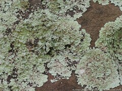 Lepraria normandinoides