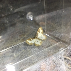 Lomaspilis marginata