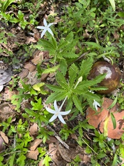 Hippobroma longiflora
