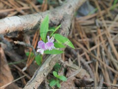 Lathyrus palustris