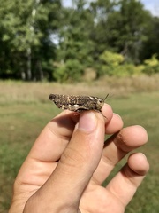 Arphia pseudonietana