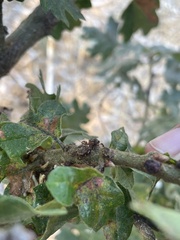 Disholcaspis mellifica