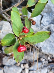 Lonicera alpigena